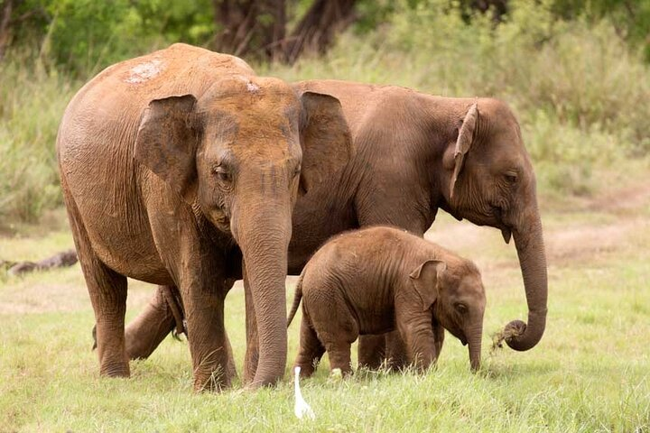 bundala_national_park